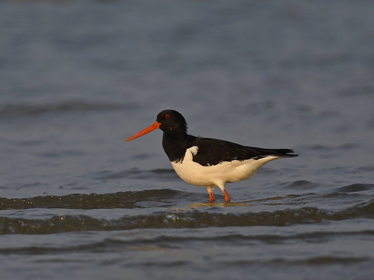 Eurasian Oystercatcher - ML423024841