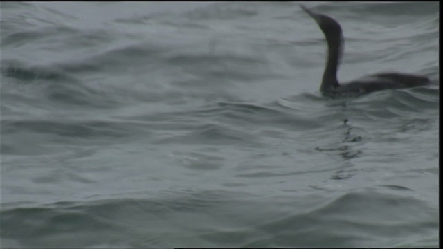 beringskarv - ML423025