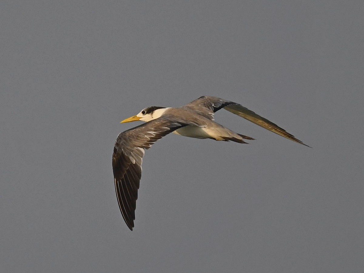 Great Crested Tern - ML423025341