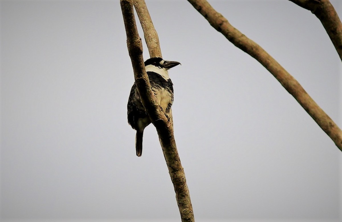Guyanasfaulvogel - ML42302541
