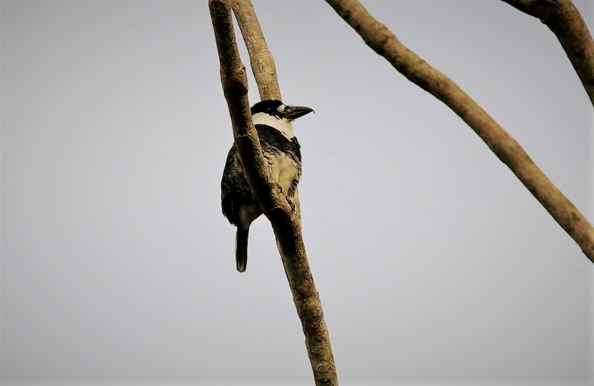 Guianan Puffbird - ML42302541