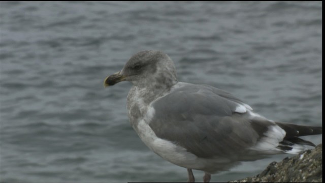 Western x Glaucous-winged Gull (hybrid) - ML423026