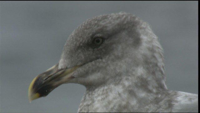 Western x Glaucous-winged Gull (hybrid) - ML423027