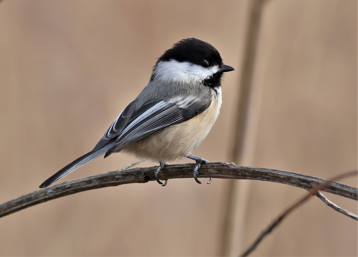 Black-capped Chickadee - ML423027651