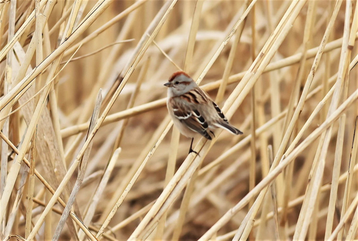 American Tree Sparrow - ML423027691