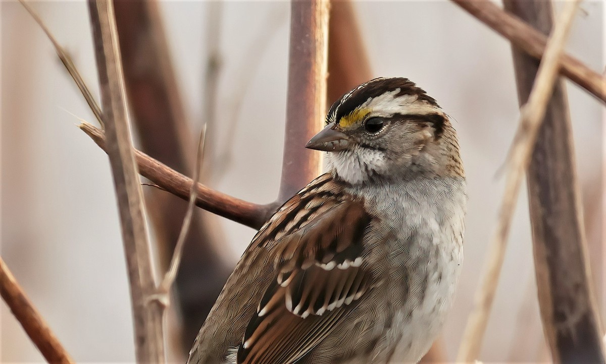 White-throated Sparrow - ML423027701