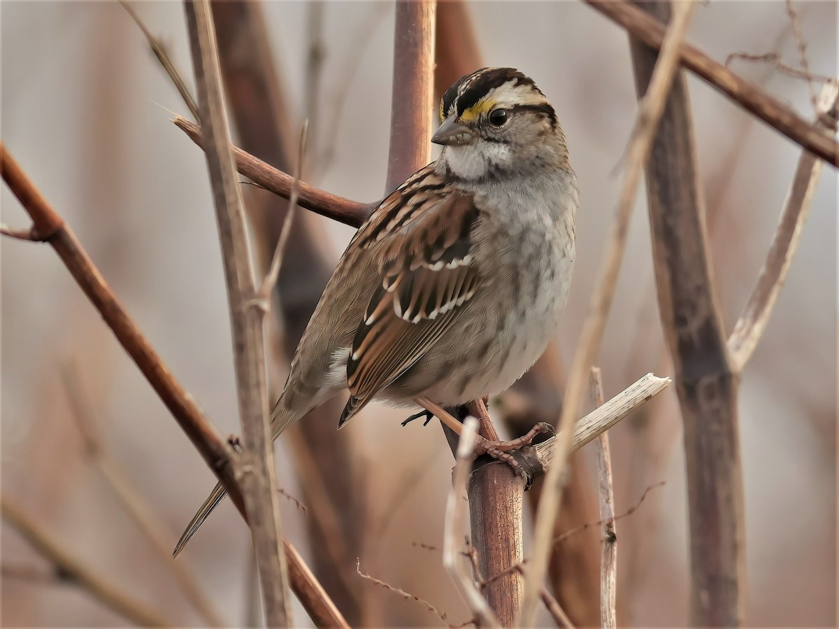 White-throated Sparrow - ML423027731