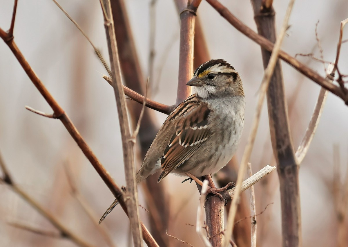 White-throated Sparrow - ML423027741