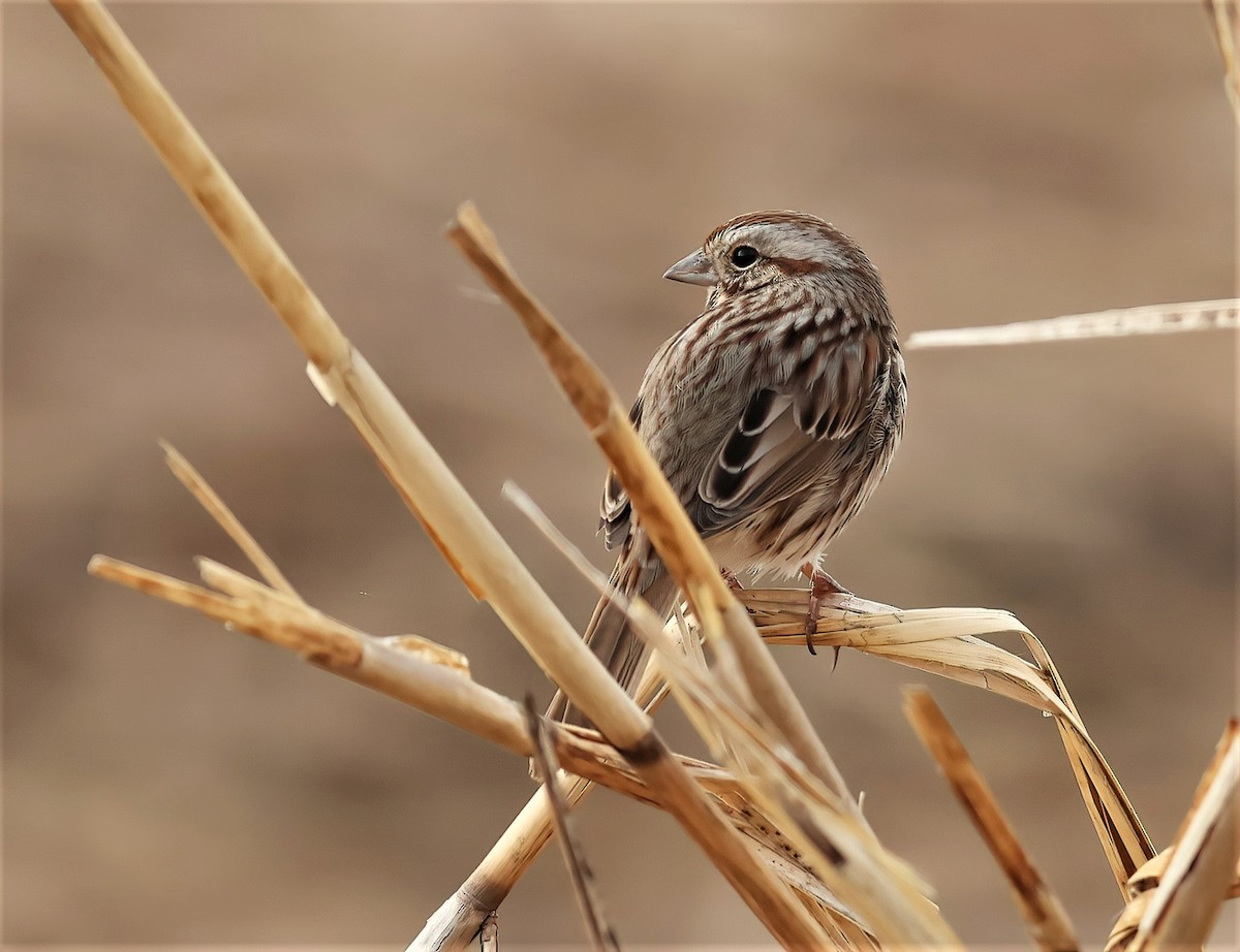 Song Sparrow - ML423027761