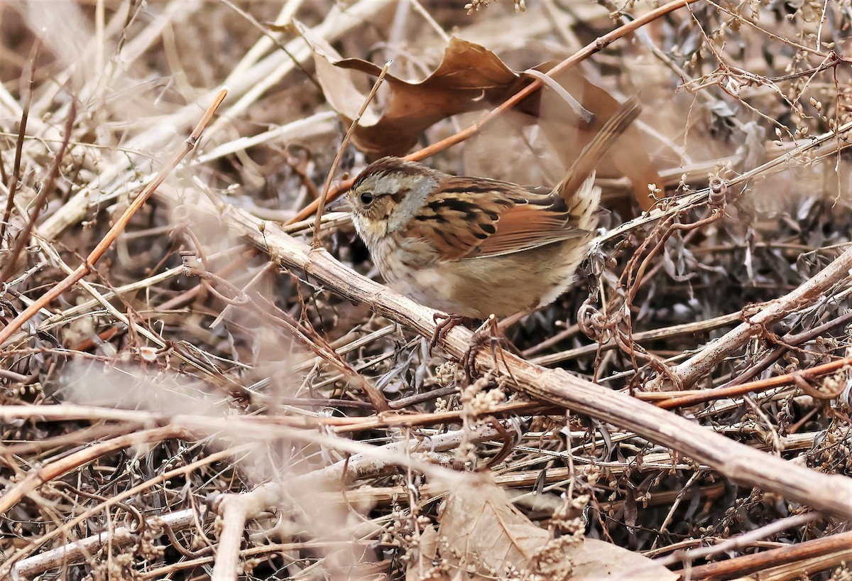 Swamp Sparrow - ML423027801