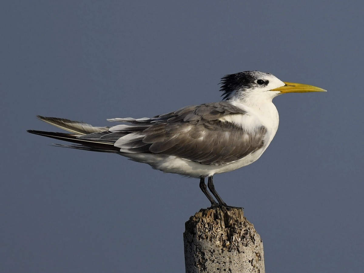 Great Crested Tern - ML423028131