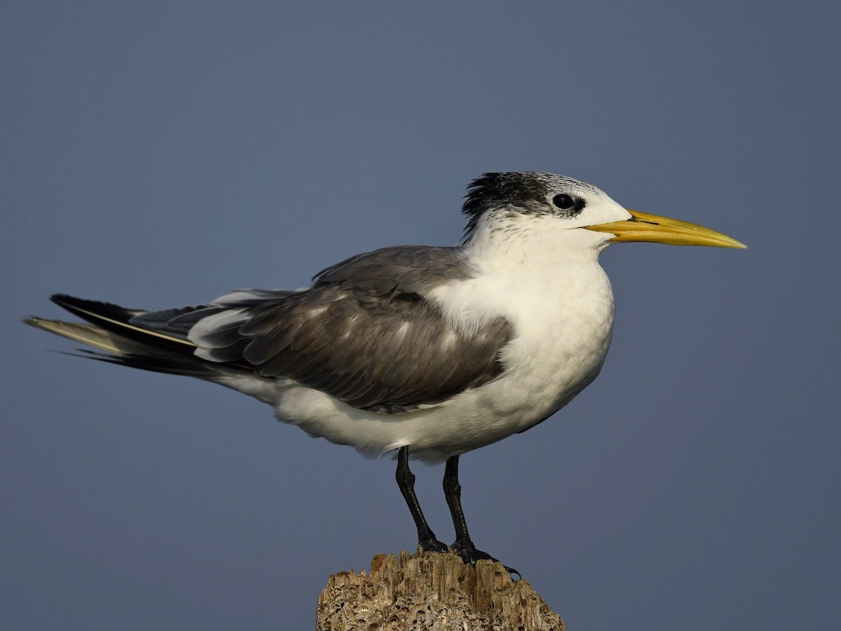 Great Crested Tern - ML423028141
