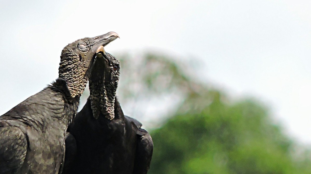 Black Vulture - Allanderlanio  Silva