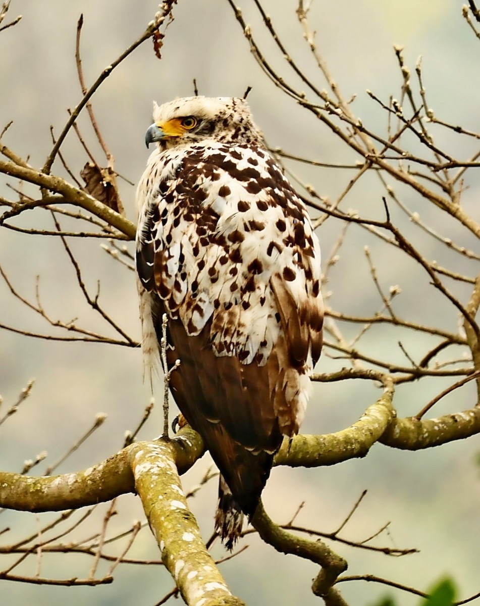 Crested Serpent-Eagle - ML423029441