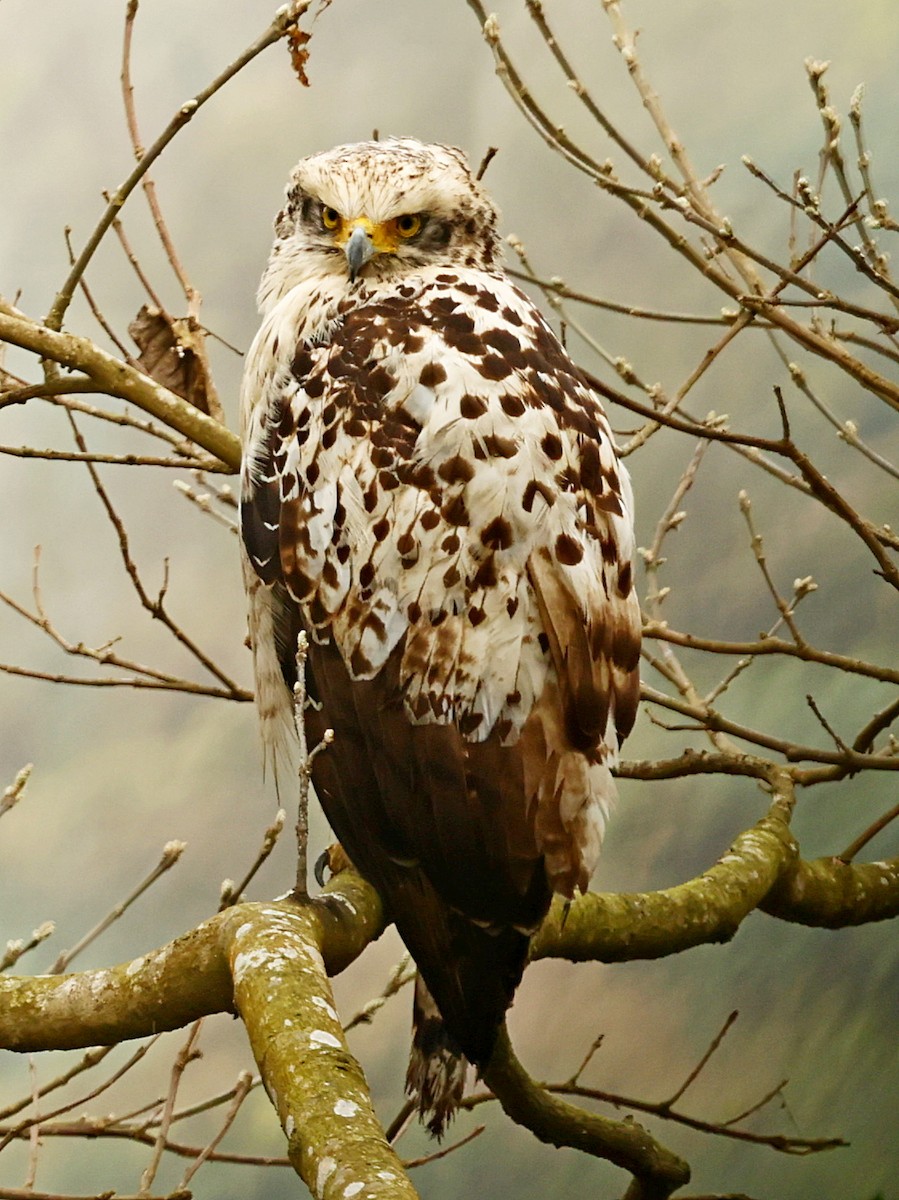 Crested Serpent-Eagle - ML423029471