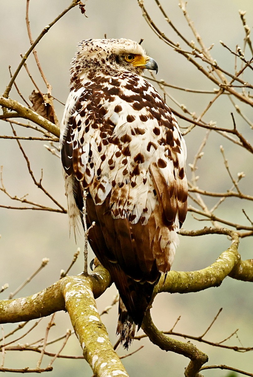 Crested Serpent-Eagle - ML423029501