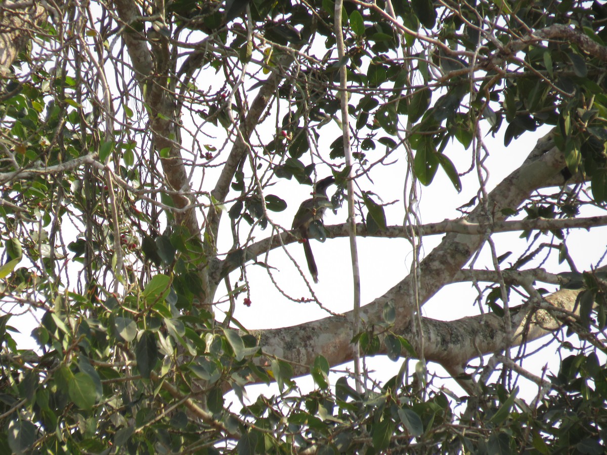 Indian Gray Hornbill - Adhvik Jagannathan