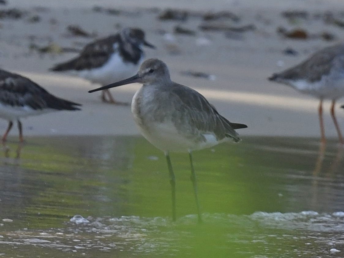 Black-tailed Godwit - ML423030691