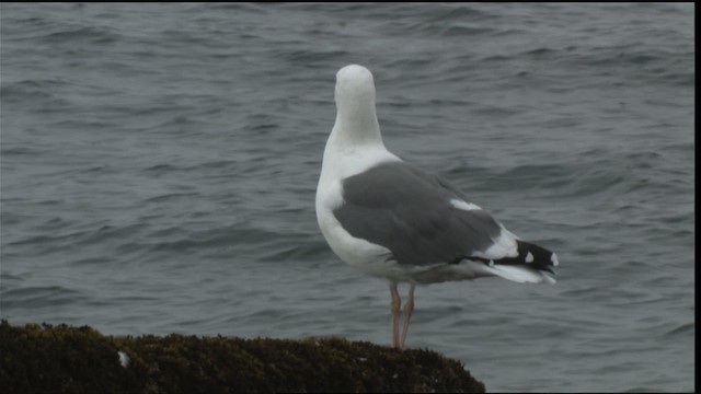 kaliforniasvartbak - ML423031