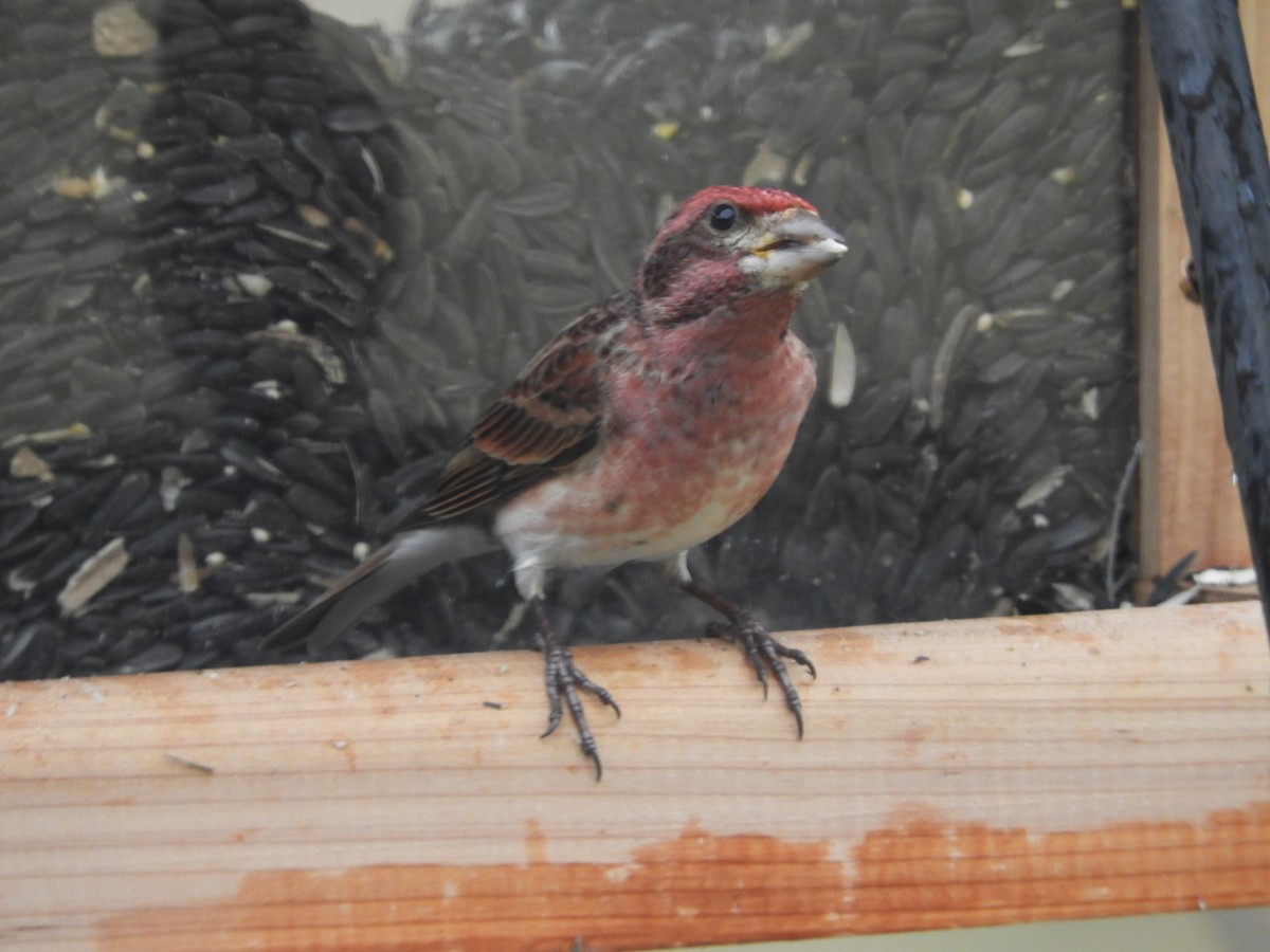 Purple Finch (Eastern) - ML423031201