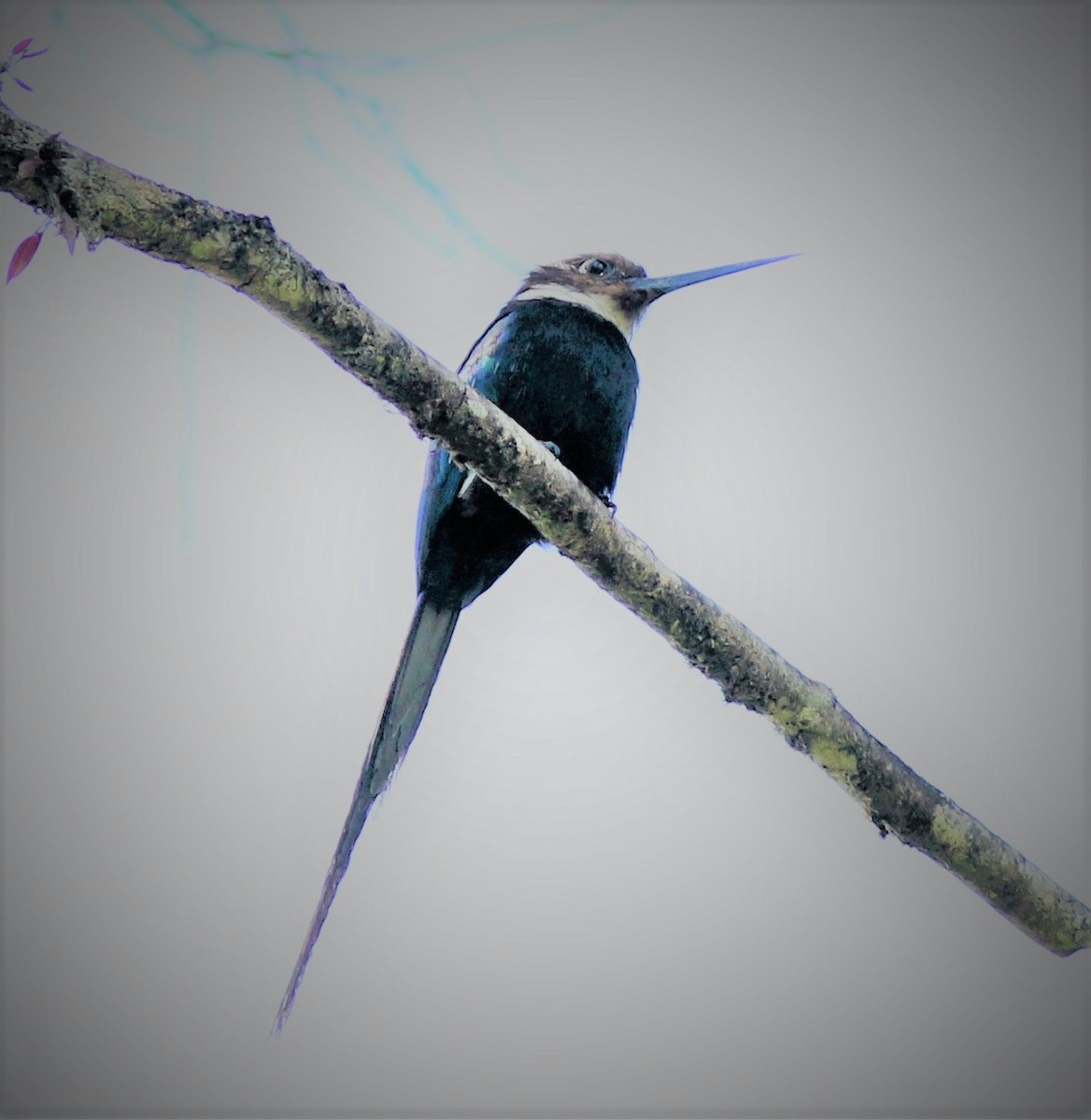 Jacamar à longue queue - ML42303121