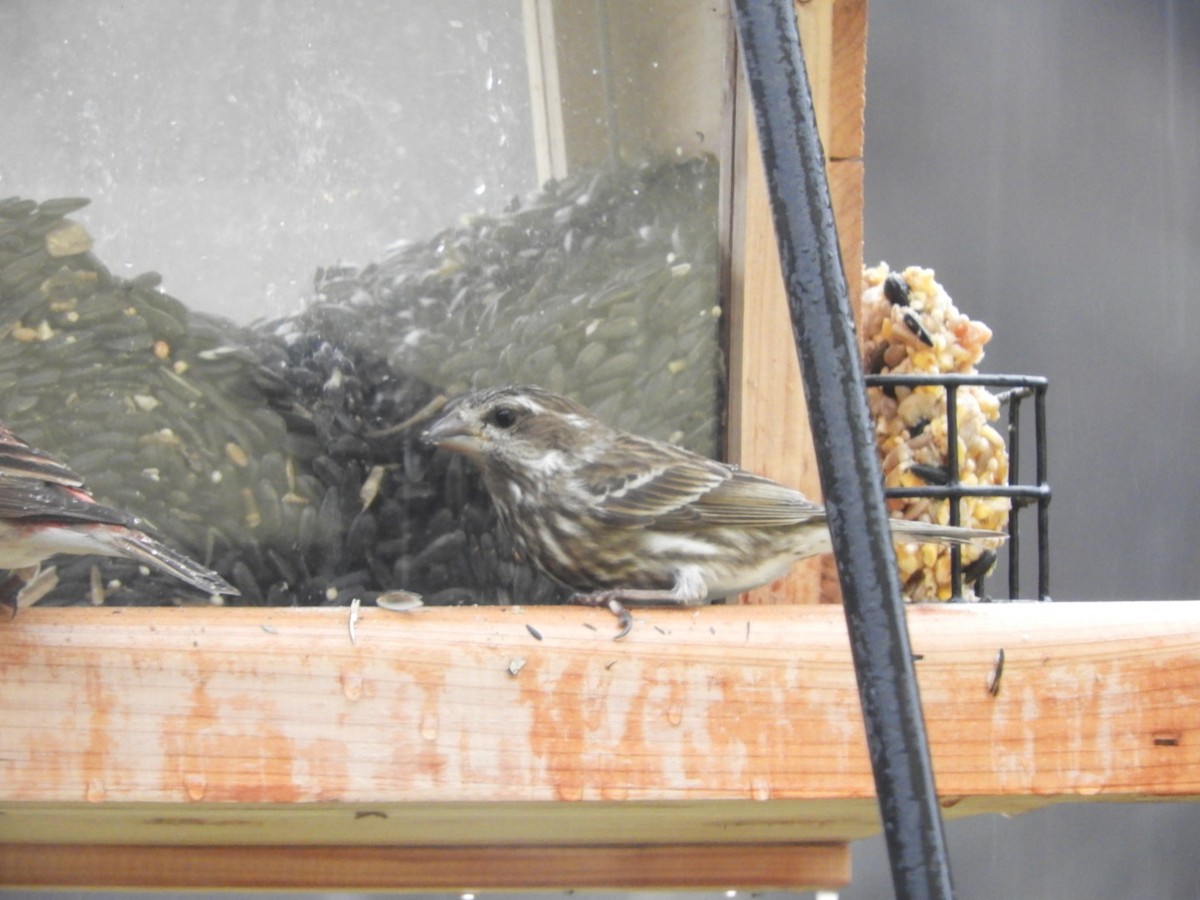 Purple Finch (Eastern) - ML423031221