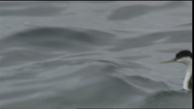 svanedykker - ML423032