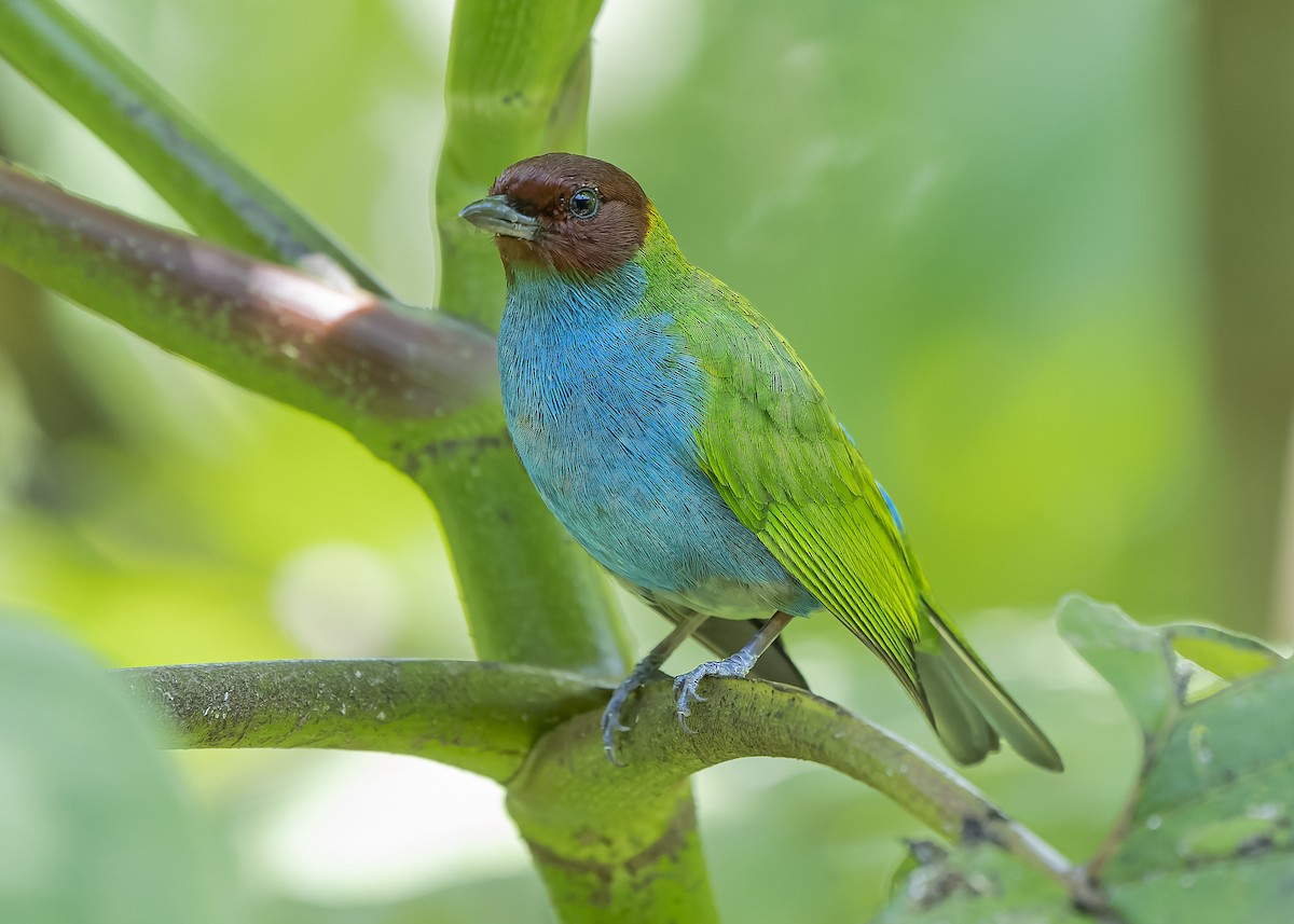 Bay-headed Tanager - ML423032881