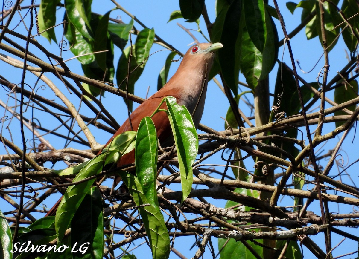 Squirrel Cuckoo - ML423033031