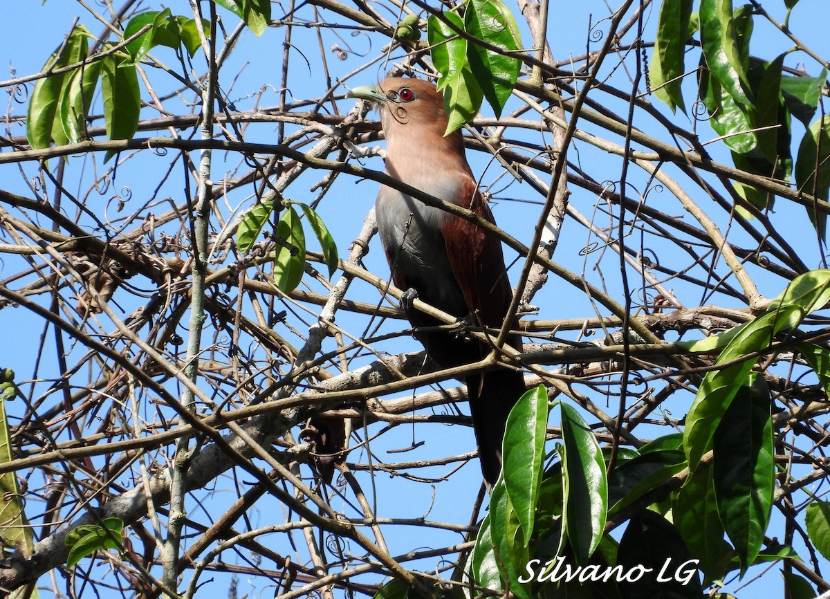 Squirrel Cuckoo - ML423033051