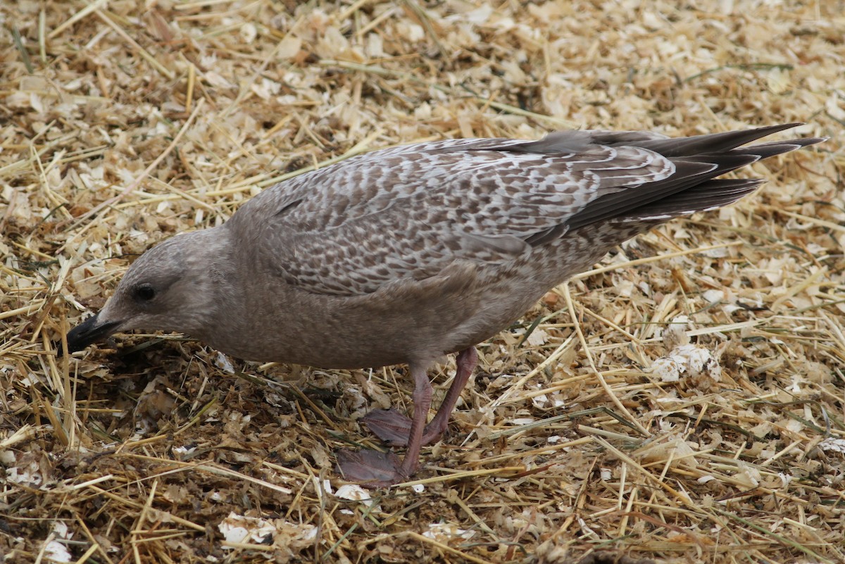 Iceland Gull (Thayer's) - Kevin McGowan