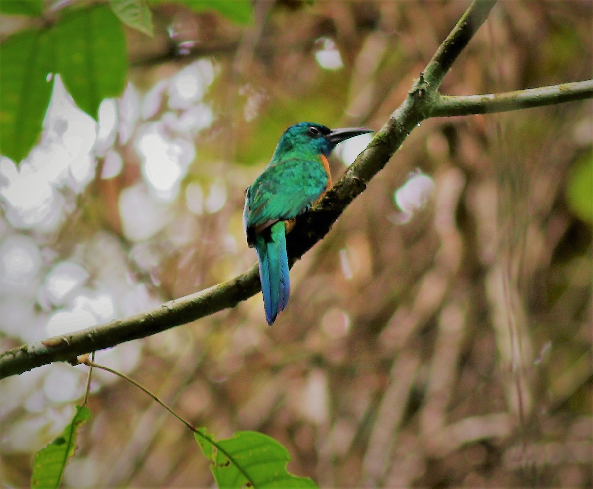 Great Jacamar - ML42303391