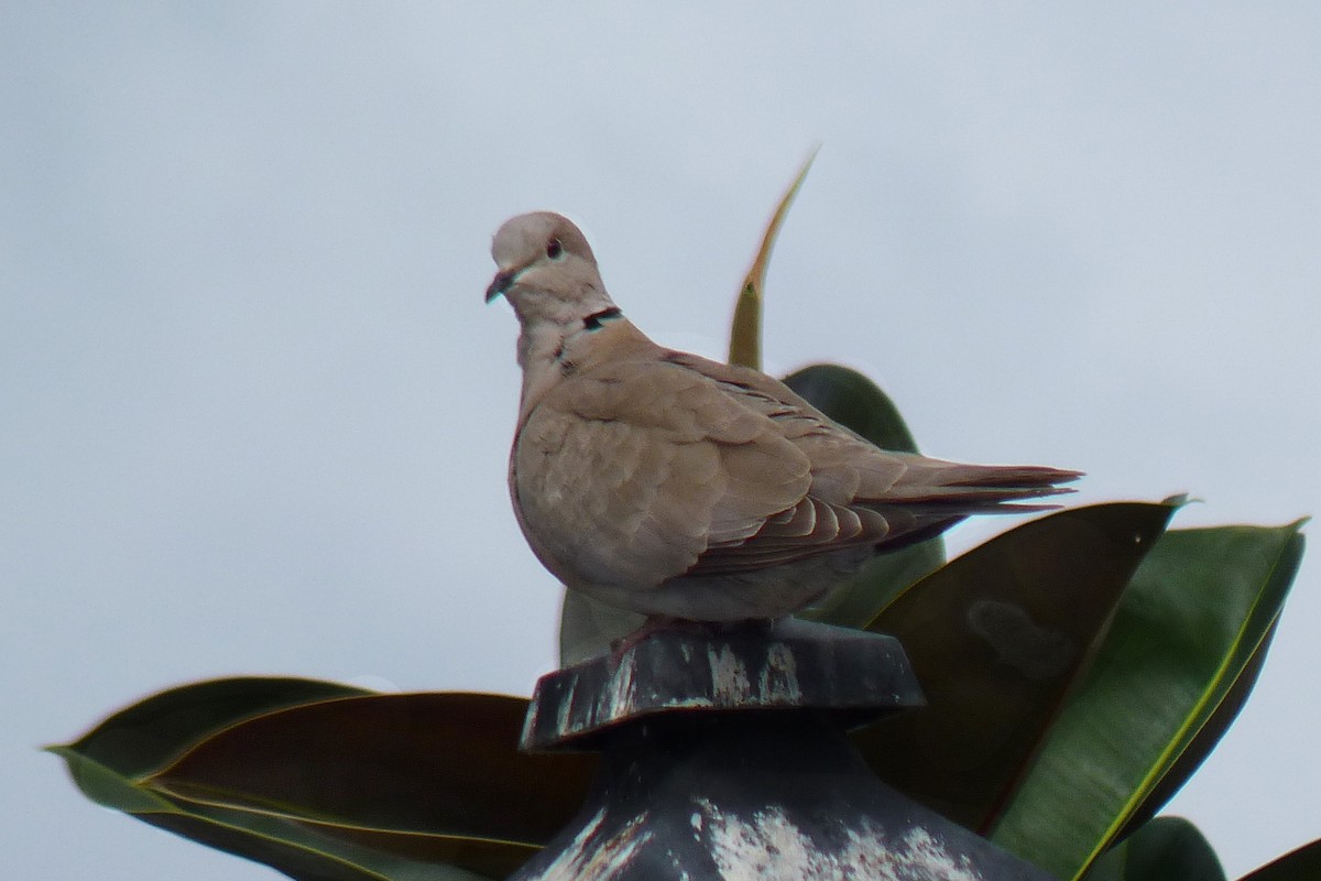 Eurasian Collared-Dove - ML423034261