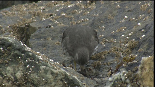 svartsteinvender - ML423035