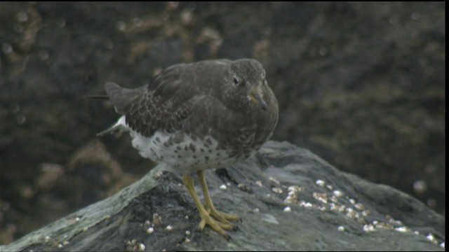 Surfbird - ML423036