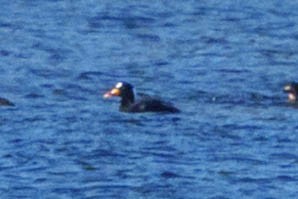 Surf Scoter - Peter Lypkie