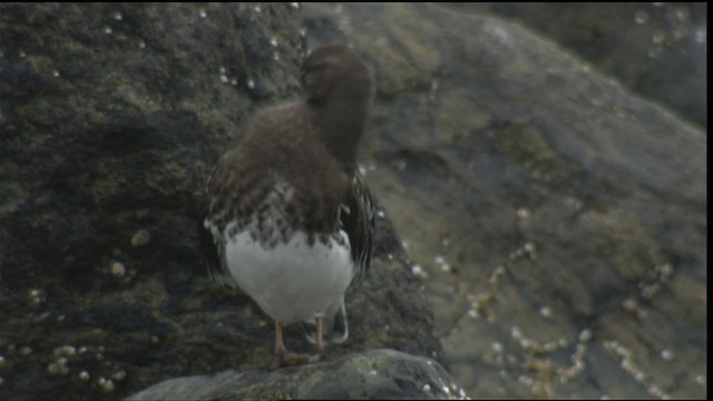 Black Turnstone - ML423037