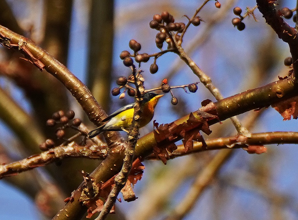 Tropical Parula (Middle American) - ML423037881