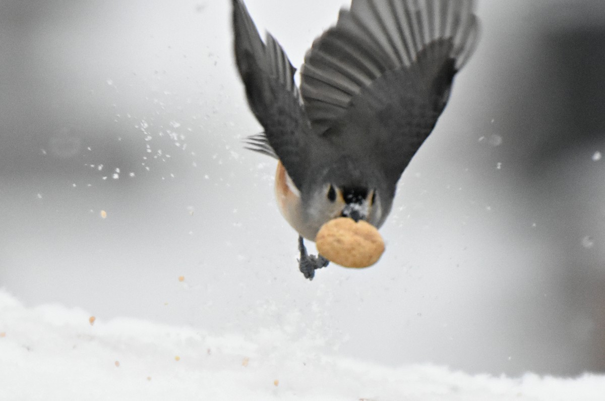 Tufted Titmouse - ML42303811