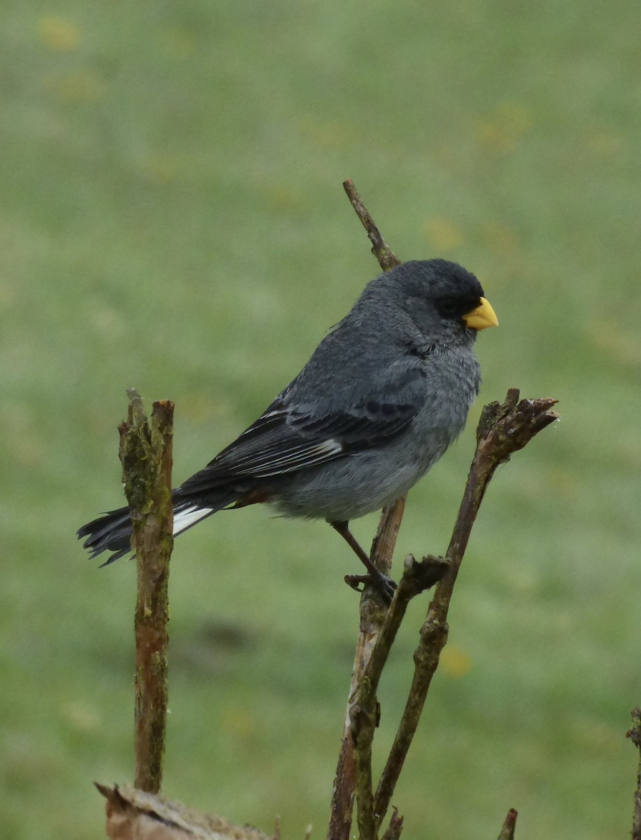 Band-tailed Seedeater - ML423038141