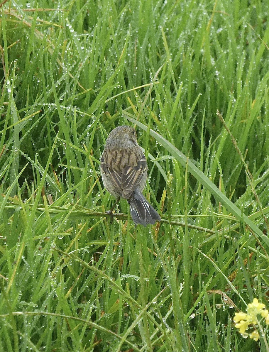 Band-tailed Seedeater - ML423038161