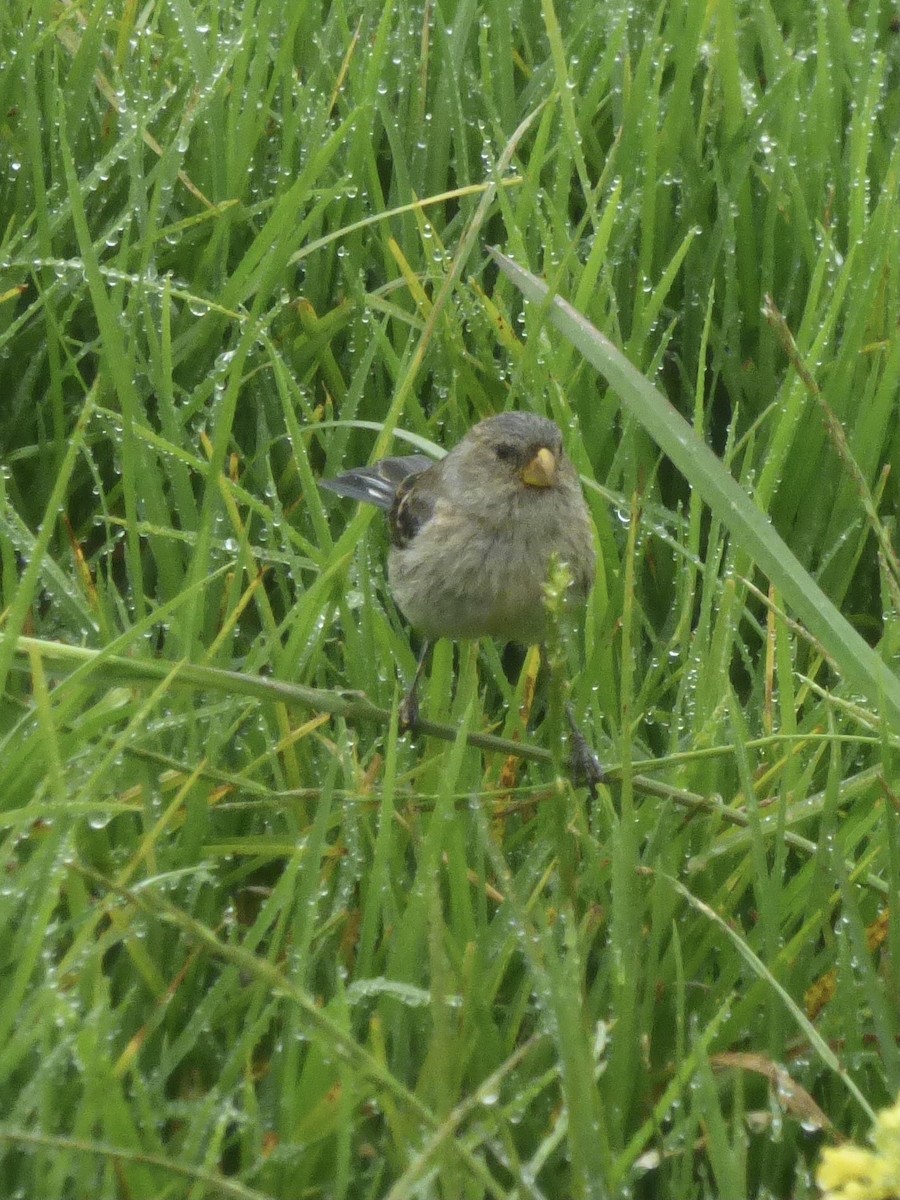 Band-tailed Seedeater - ML423038201