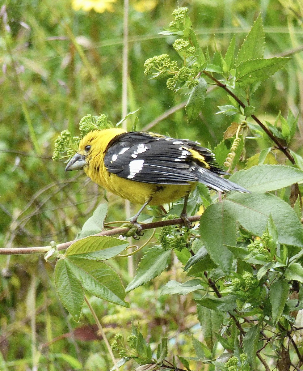 Golden Grosbeak - ML423038231