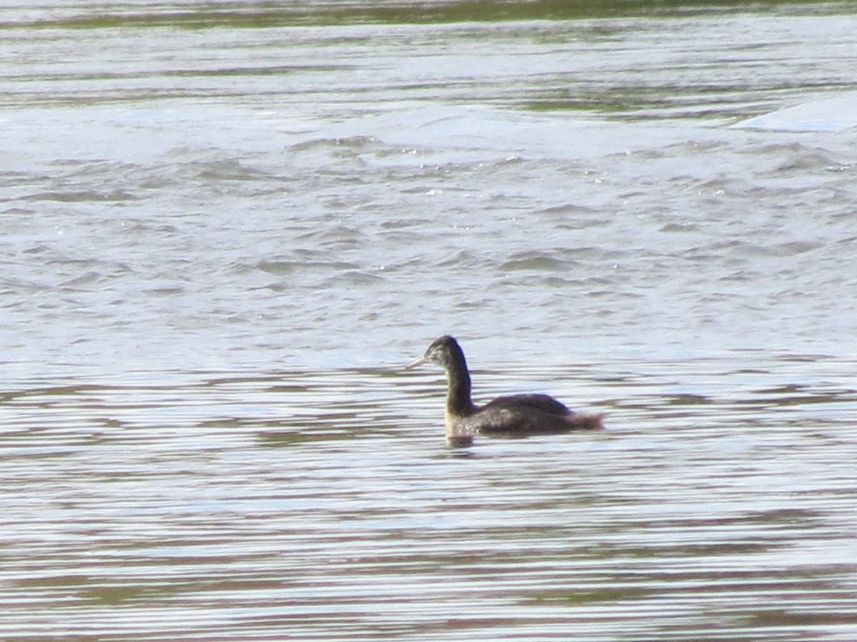 Great Grebe - ML423038281