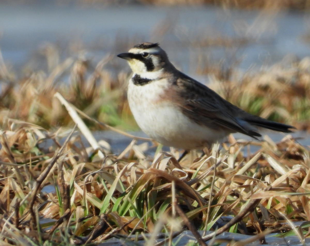 Horned Lark - ML423038581