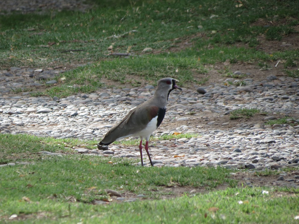 Southern Lapwing - ML423038641