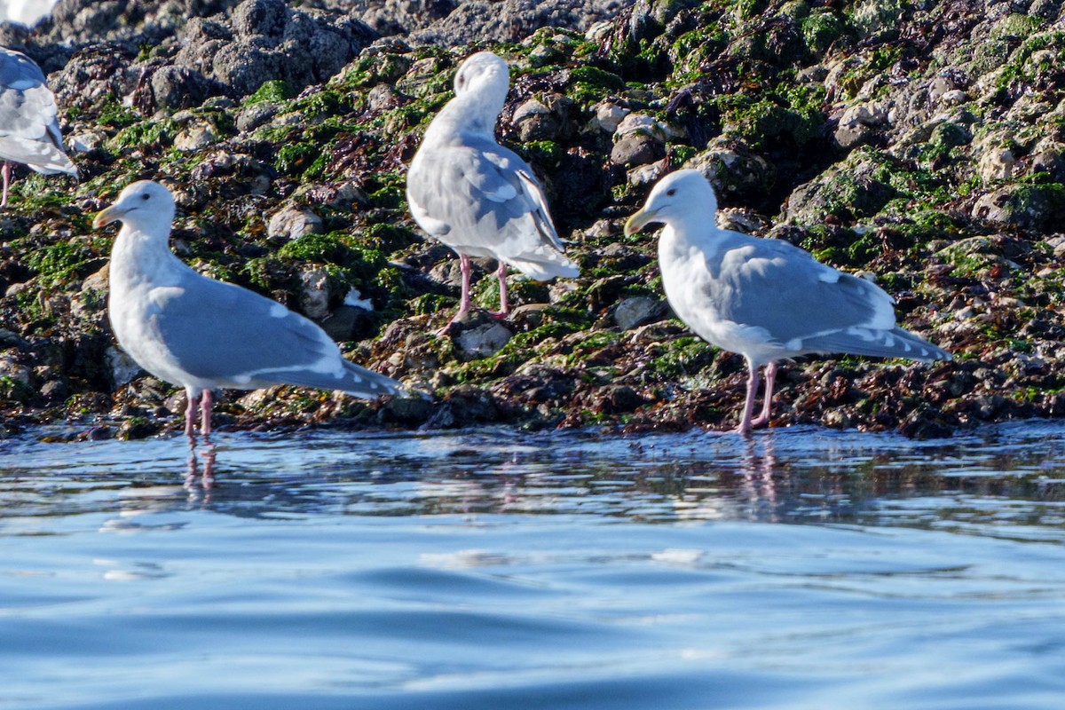 Glaucous-winged Gull - Peter Lypkie