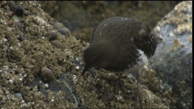 Black Turnstone - ML423039