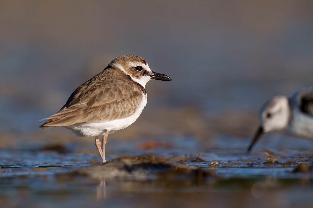 Wilson's Plover - ML423039091