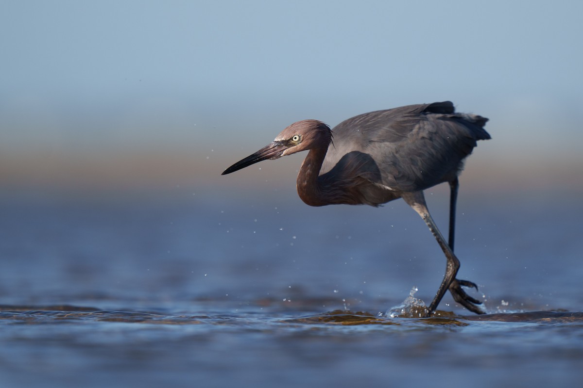 Reddish Egret - ML423039431